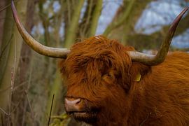 schottischer Highlander