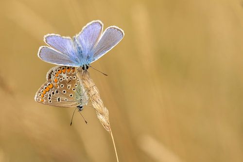 Icarusblauwtjes bij zonsopkomst