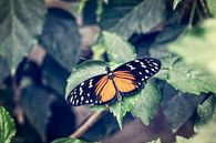Tiger Longwing Butterfly by Tim Abeln thumbnail