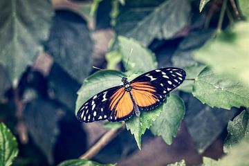 Heliconius Hecale Vlinder van Tim Abeln