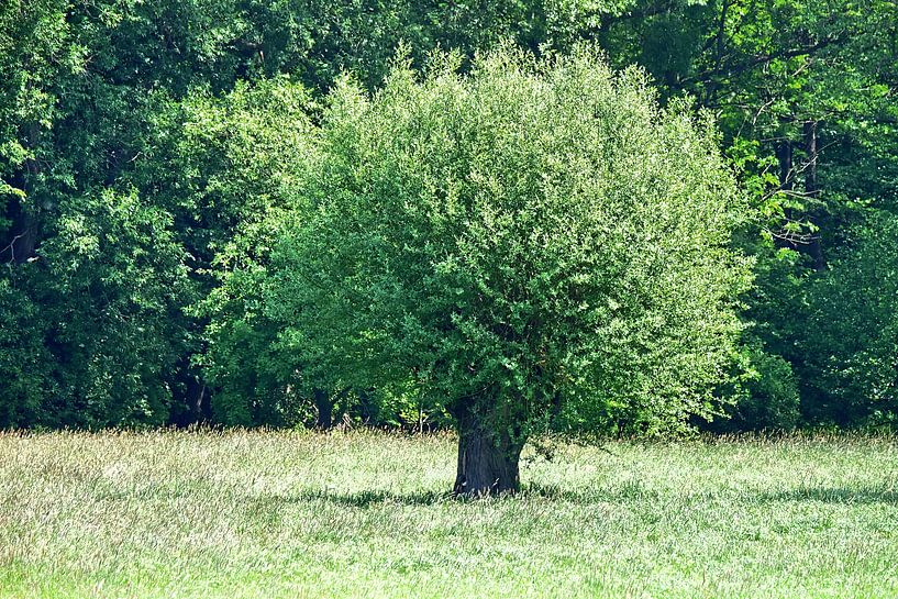 Arbre 13 par Edgar Schermaul