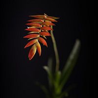 Kunstblume
