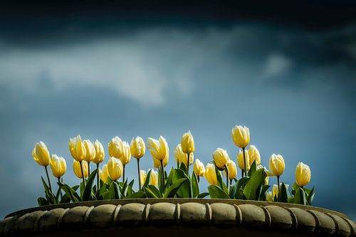 Tulips on a beautiful sky