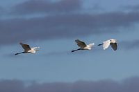Zilver reigers vliegen over tijdens bewolkte dag