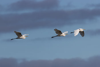 Silver herons fly over during cloudy day