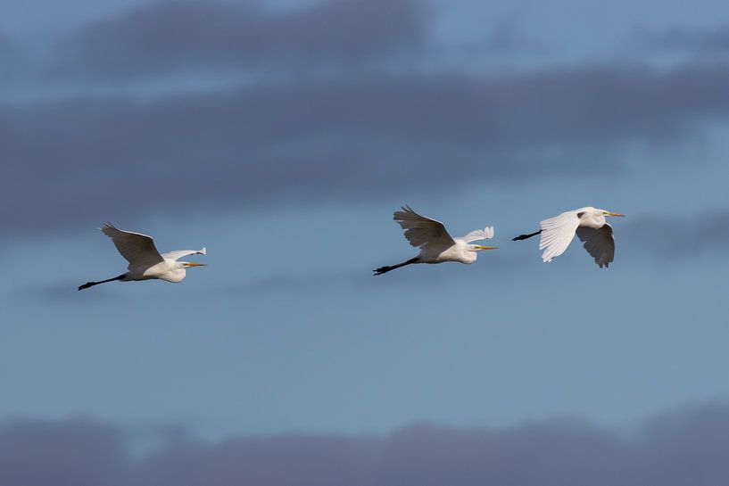 Silberreiher fliegen bei bewölktem Himmel über die Insel. von John Stijnman