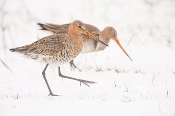 Uferschnepfe (limosa limosa) während eines Schneeschauers auf einer Wiese in Friesland von Marcel van Kammen