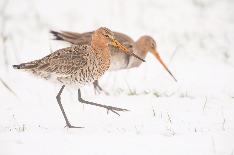 Uferschnepfe (limosa limosa) während eines Schneeschauers auf einer Wiese in Friesland von Marcel van Kammen