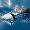 Duikende Dolfijn van Bob de Bruin