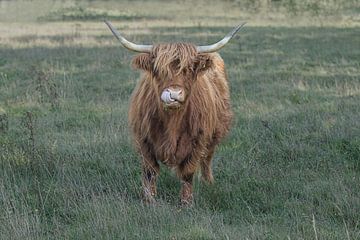 tough Scottish highlander in the field by M. B. fotografie