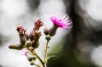 Distel bokeh