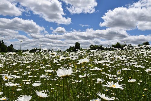 Een veld van madeliefjes in bloei