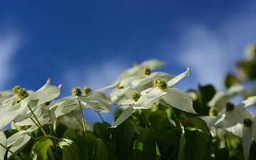 In het voorjaar bloeit de boom met witte bloemen van Cornus kousa van Ulrike Leone