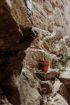 Plante sur pierre sur Marjolein Dieleman