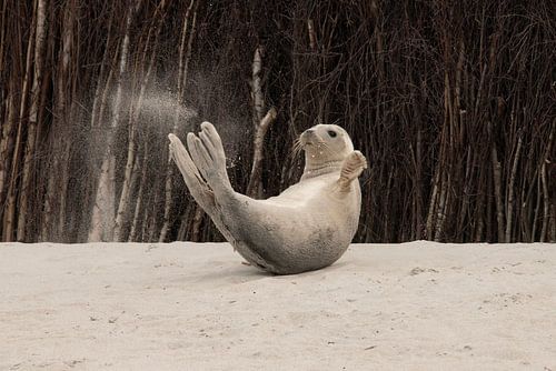 Seal und seine Spielzeit