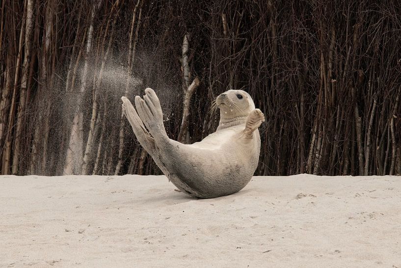 Le phoque et ses jeux par Laura van Slochteren