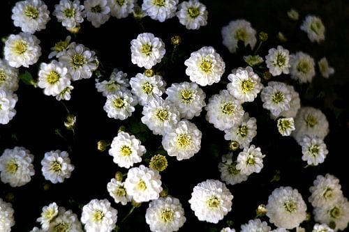 Fleurs d'automne