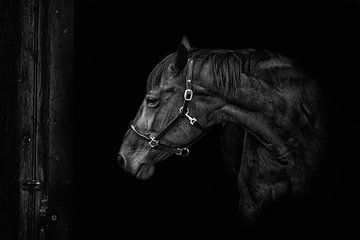 Paard van Aline Nijland