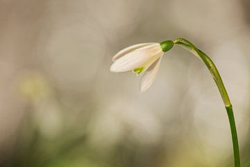 Sneeuwklokje (Galanthus nivalis) van Carola Schellekens