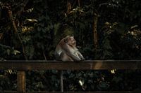 Le singe qui fait froid dans le dos