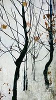 Listening to th trees