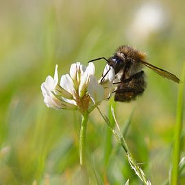 The bumblebee on the flower