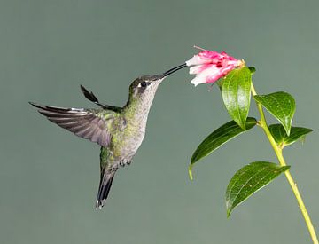 Kolibrie Valcano in Costa Rica van Rob Kempers