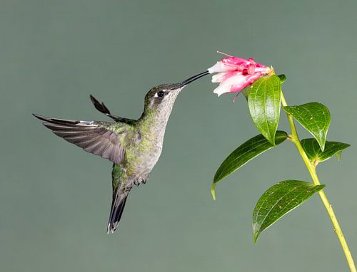 Kolibri Valcano in Costa Rica von Rob Kempers  Nature-Art-Landscape Photography