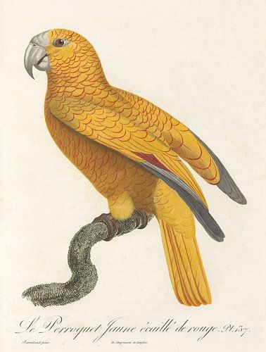 De Gele Papegaai met Rode Vlek, John Gould