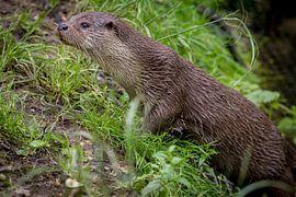 Beautiful close up of a European Otter (lutra lutra) at the water's edge. by Wildlife Designs