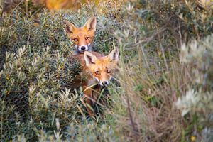 deux renards