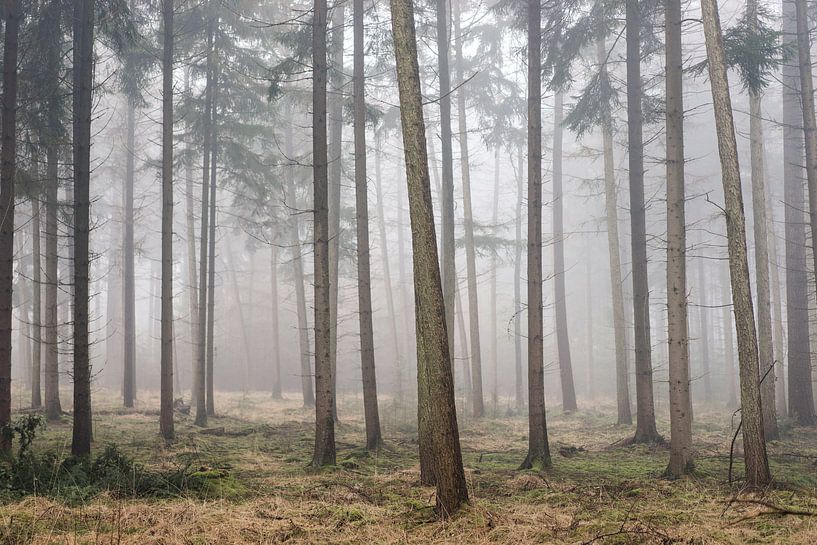 Versteckte Waldzwerge von Robert Paul Jansen