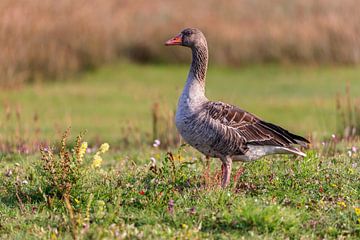 Grauwe gans (Anser anser) van Dirk Rüter