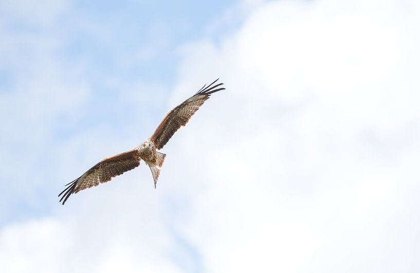 red kite by Andy van der Steen - Fotografie