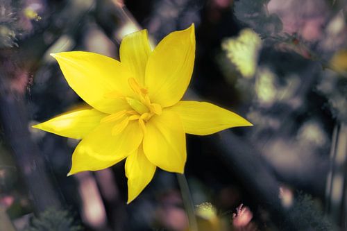 Enchanting wild tulip