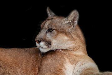 Puma or Puma, (Puma concolor), feline. by Gert Hilbink