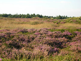 An atmospheric coastal heathland landscape near Emmerlev, Denmark 2