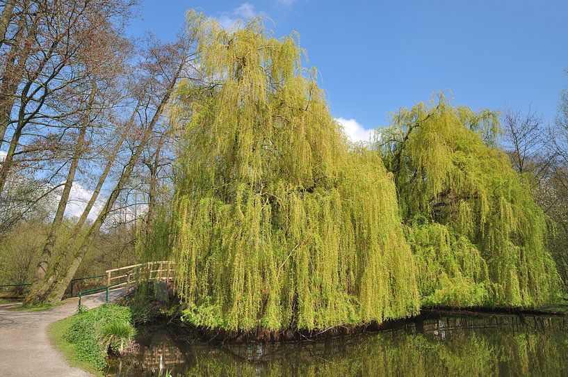 bij de Nettebrug in het natuurpark Schwalm-Nette van Peter Eckert