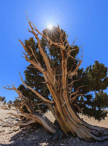 Bristlecone Pine Forest, Californië