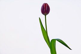 TULIP 3 by Miroslav Ptacek