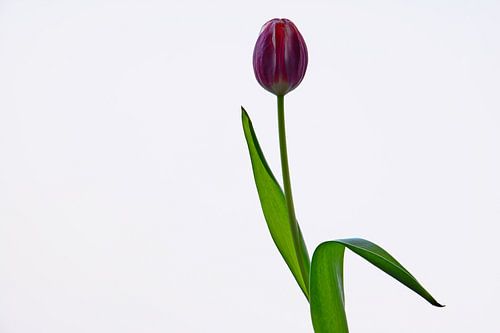 TULPE 3