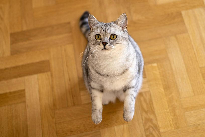 Britisch Kurzhaar Katze beim Spielen von Teresa Bauer