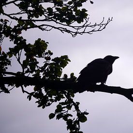 Die Silhouette einer Krähe in der Morgenluft von Wouter van der Pluym