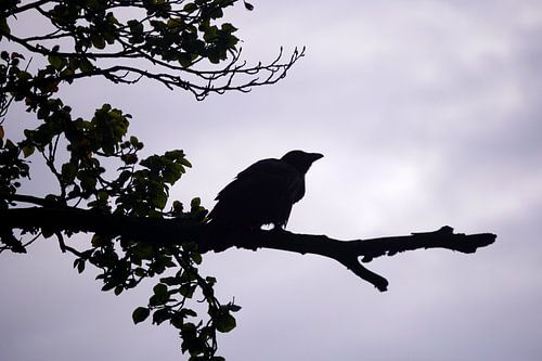 The silhouette of a crow in the morning sky