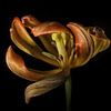 Tulipe sur Willem  Bentink