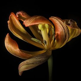 Tulipe sur Willem  Bentink