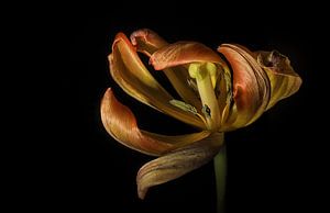 Tulpe
