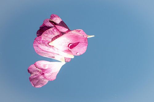 Erster Flug von SO fotografie