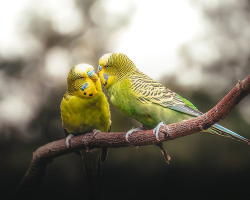 Deux perruches sur une branche