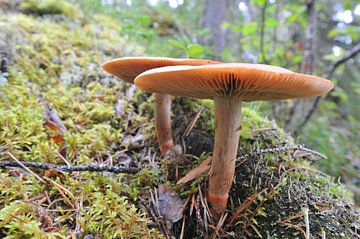 Zweden natuur paddenstoel 3 van Marieke EWA
